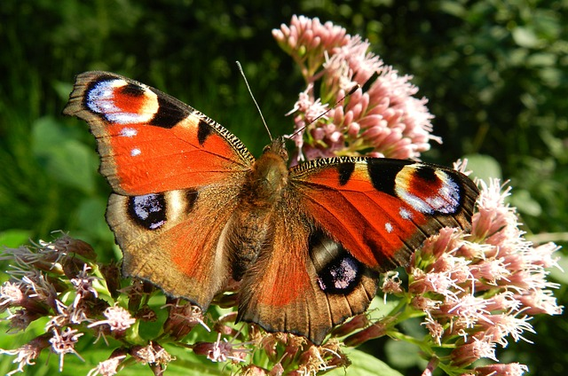 butterfly-176156_640_424